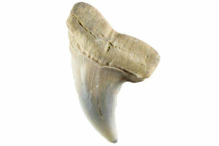 Fossil Shark Tooth (Carcharodon planus) - Bakersfield, CA #228899